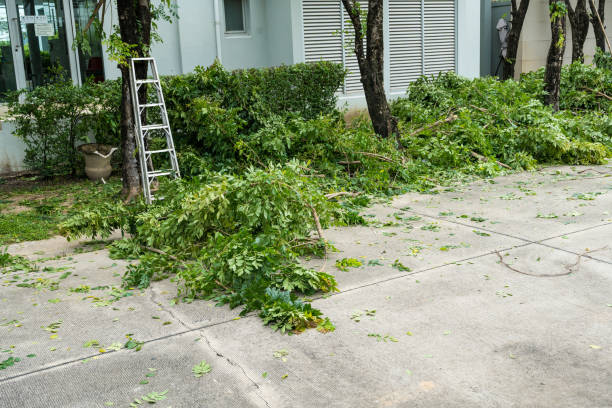 Best Tree Cutting Near Me  in Santa Venetia, CA